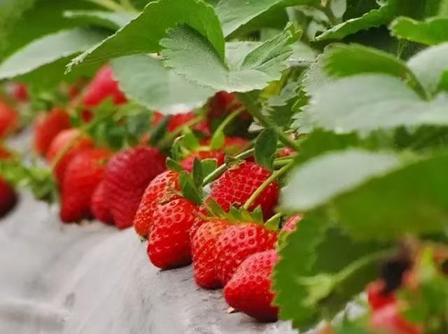 奶油草莓成熟果实特写