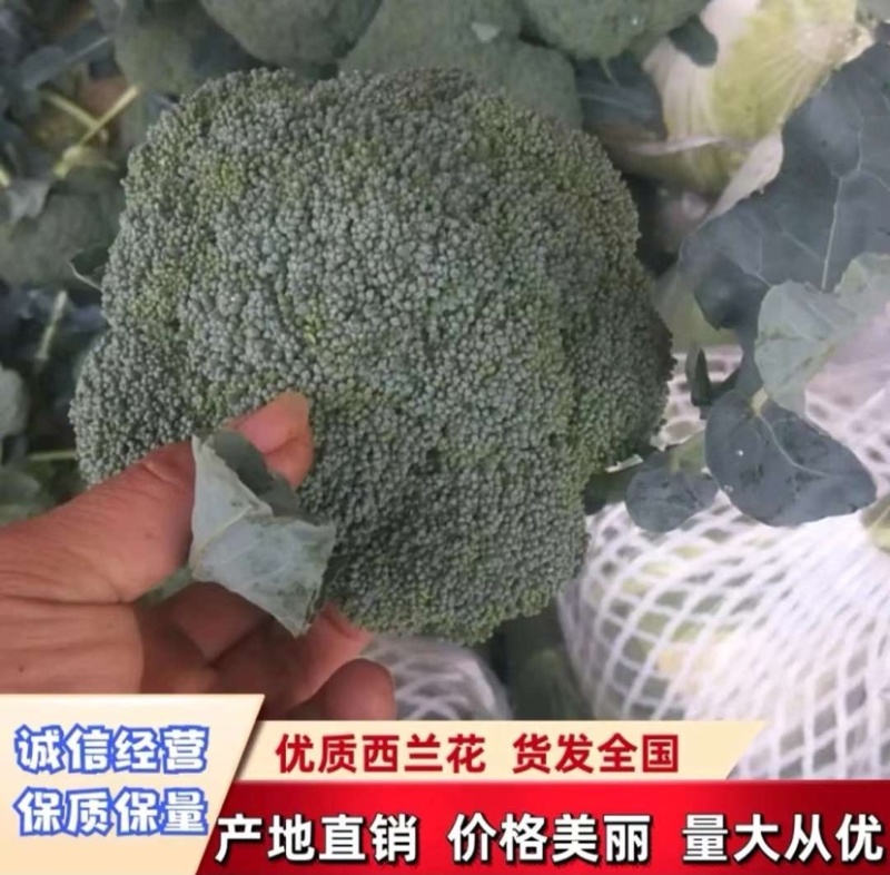 西兰花🥦