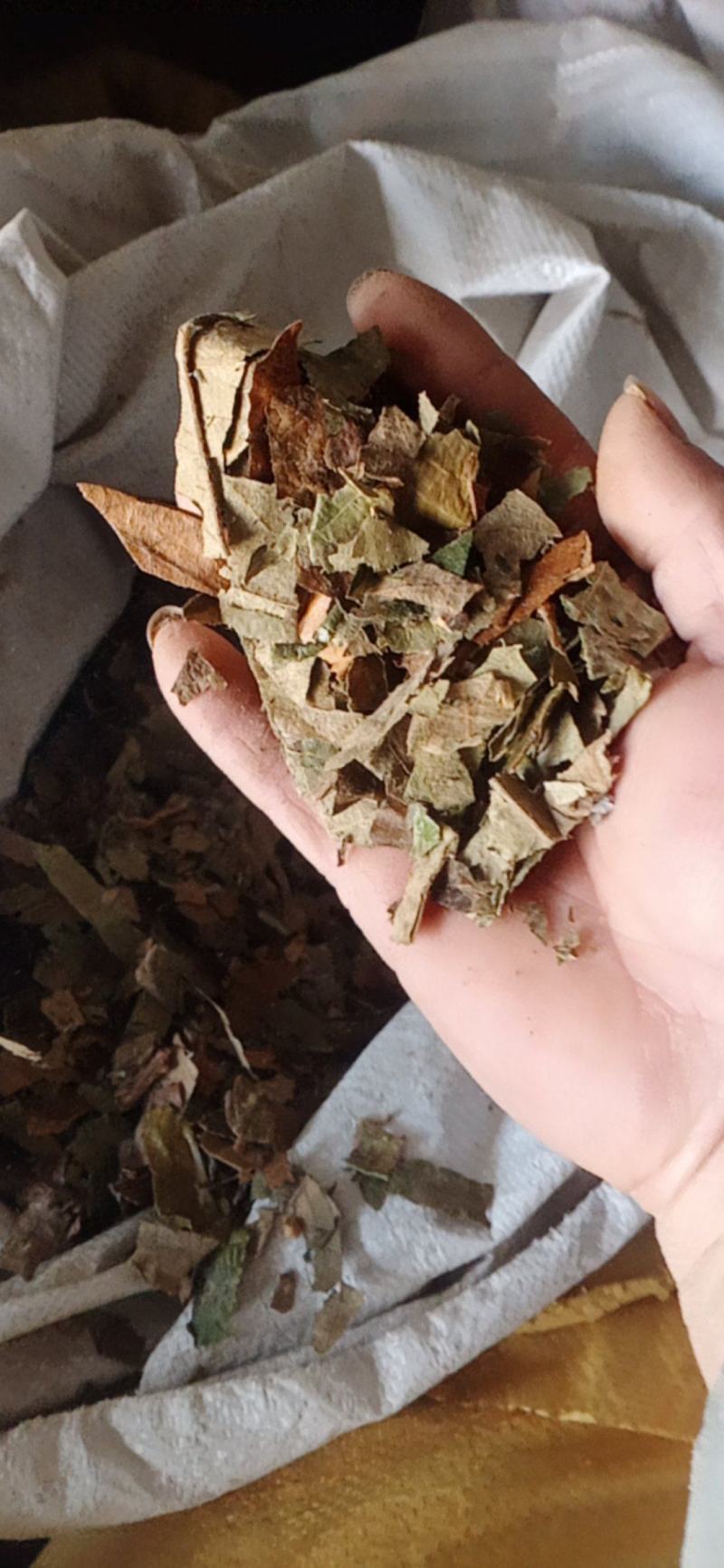 【枇杷叶】产地一手货源大货供应规格齐全量大优惠。