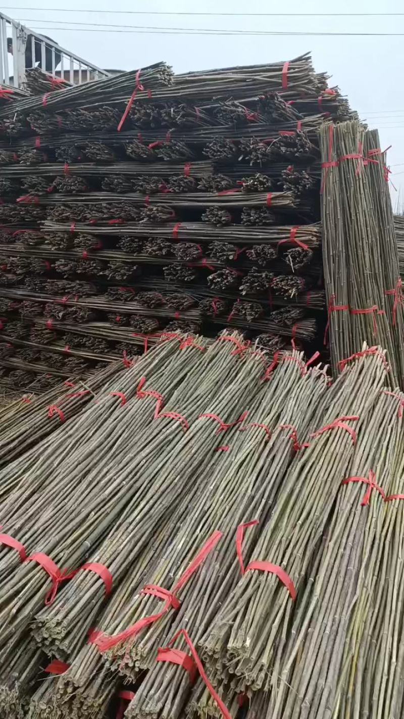 2.8米菜架竹，节短，壁厚，有㓞性，山头价直销，价格优惠