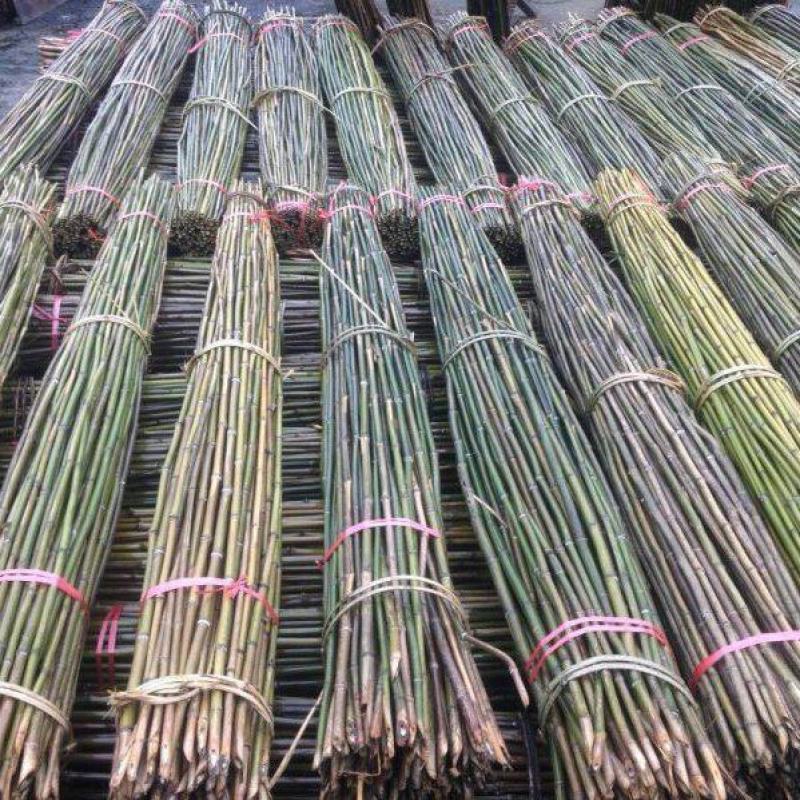 2.8米菜架竹，节短，壁厚，有㓞性，山头价直销，价格优惠
