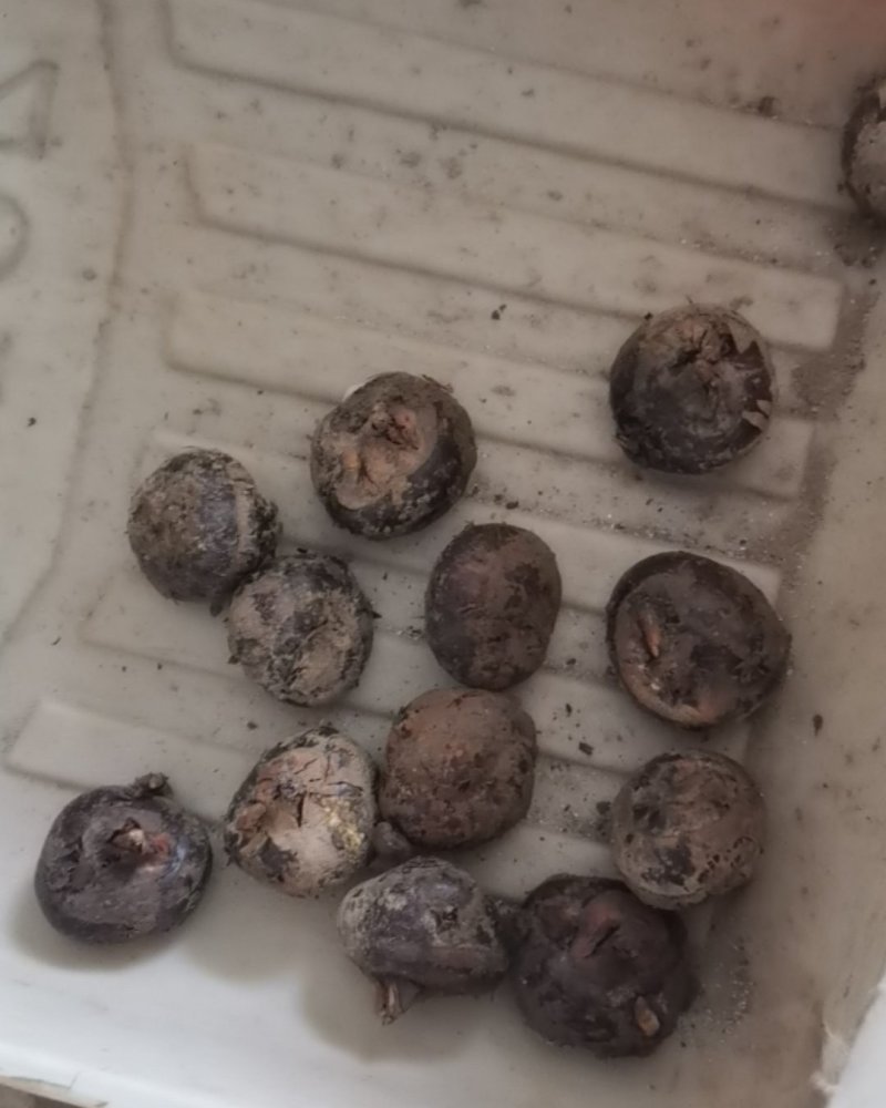 马蒂