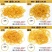 黄色橡皮筋高弹力耐用一次性商用小牛皮筋批发橡皮筋