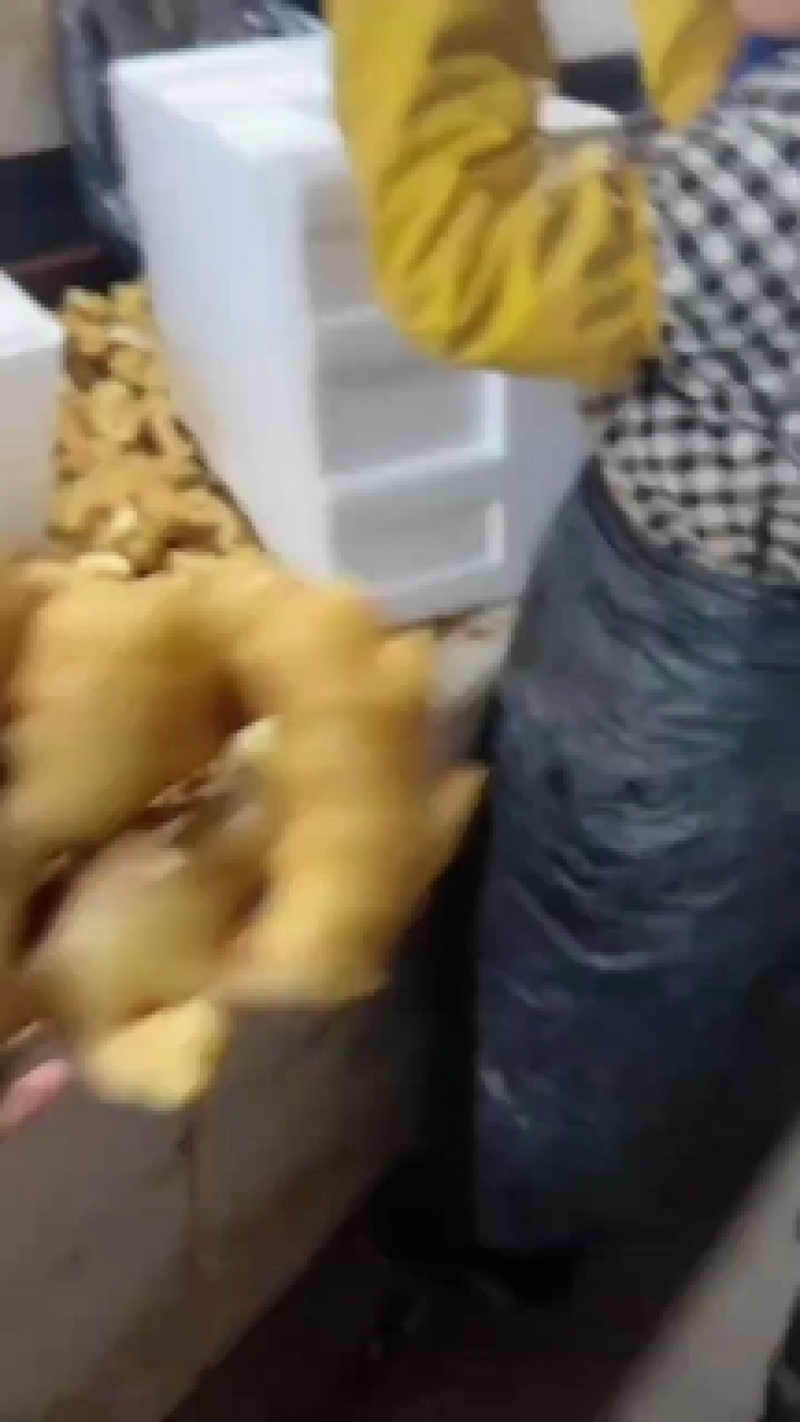 《生姜》山东生姜产地精品姜小黄姜面包姜，承接电商全国发货