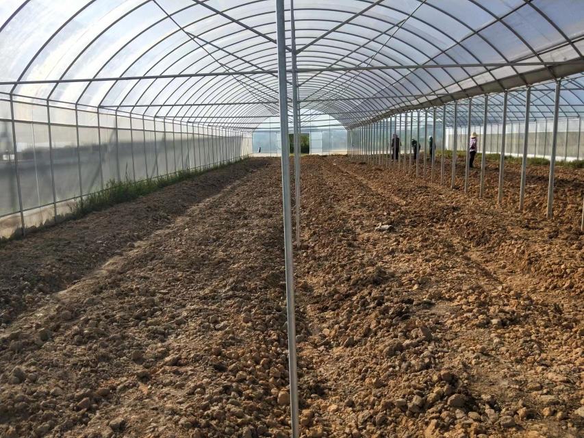 农户正在对旱黄瓜进行日常管理,如松土、施肥、摘叶等操作 旱黄瓜田间管理现场图