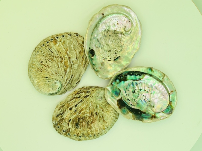 南非鲍鱼壳小鲍鱼壳工艺贝壳