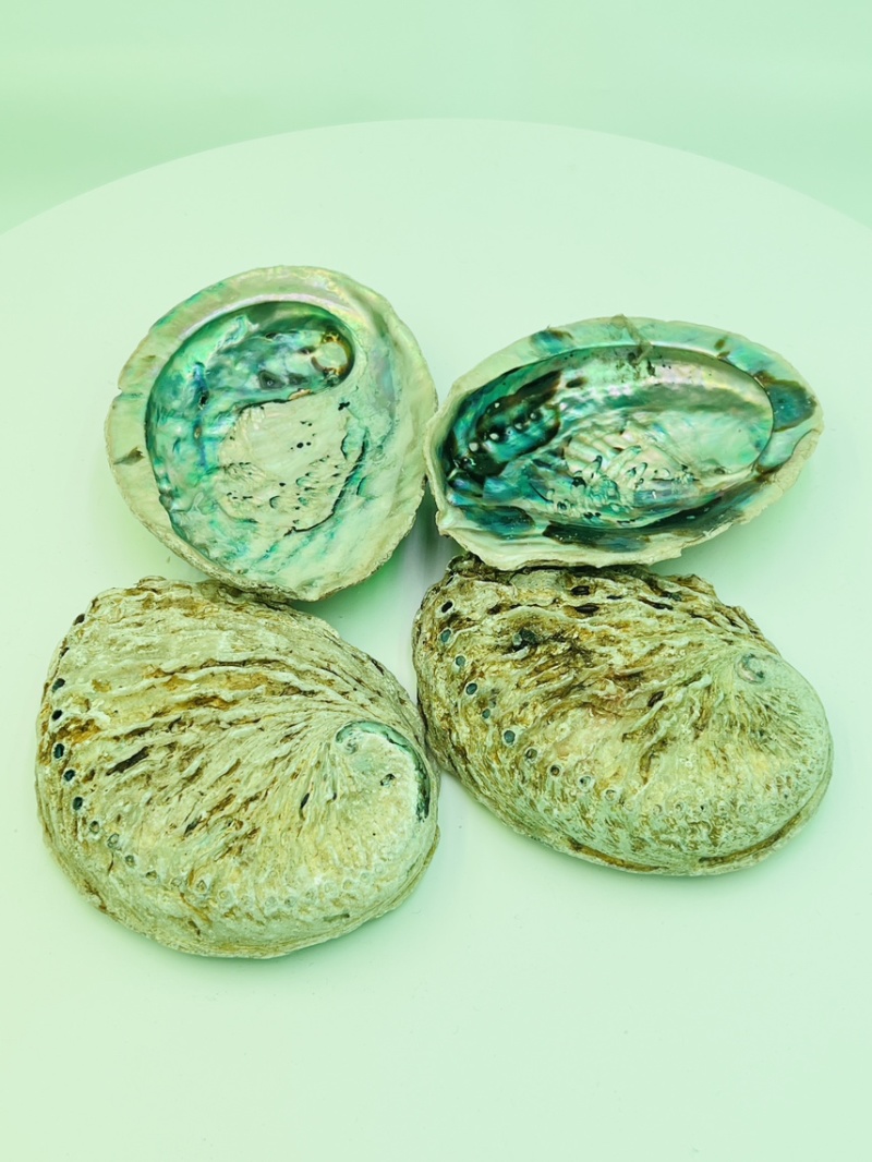 南非鲍鱼壳小鲍鱼壳工艺贝壳