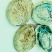 南非鲍鱼壳小鲍鱼壳工艺贝壳