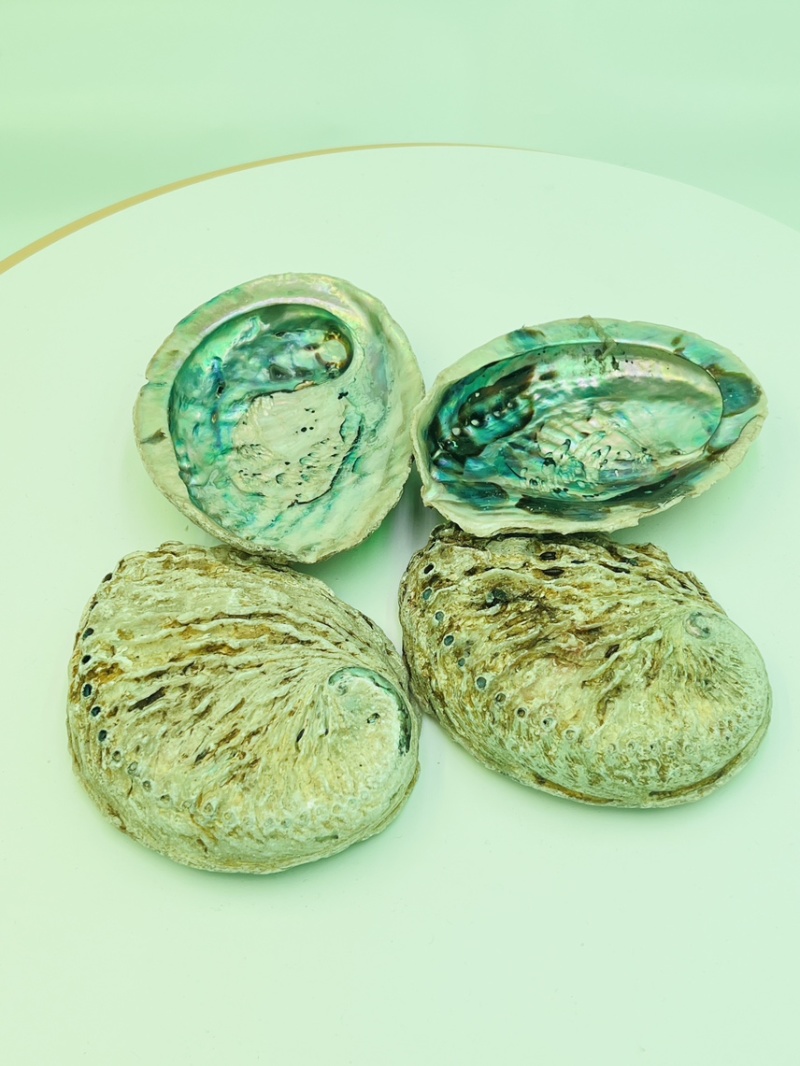 南非鲍鱼壳小鲍鱼壳工艺贝壳