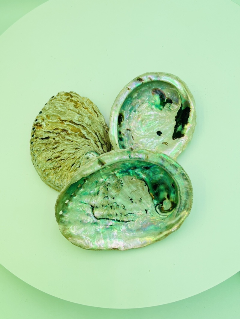 南非鲍鱼壳小鲍鱼壳工艺贝壳