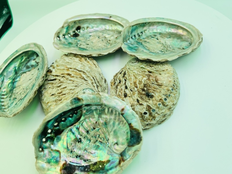 南非鲍鱼壳小鲍鱼壳工艺贝壳
