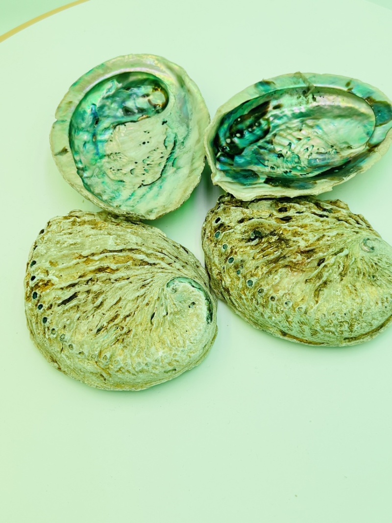 南非鲍鱼壳小鲍鱼壳工艺贝壳
