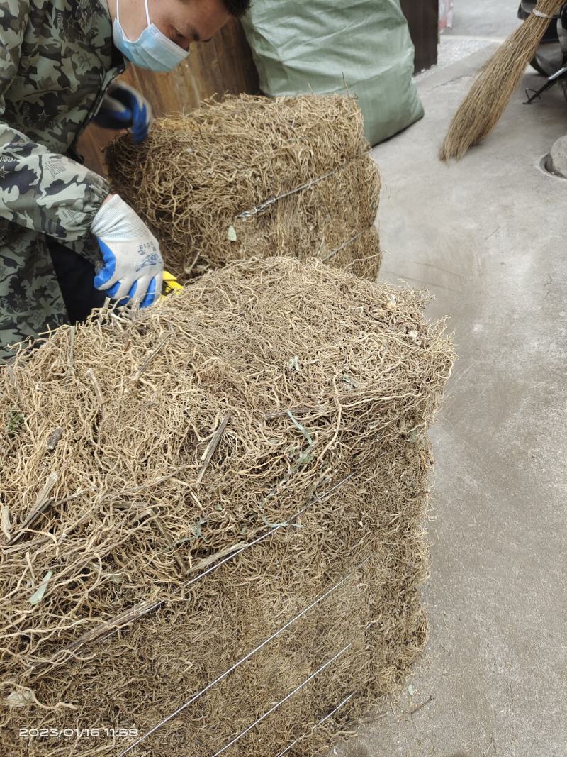 中药材水田七牛尾诀原色批发零售欢迎咨询