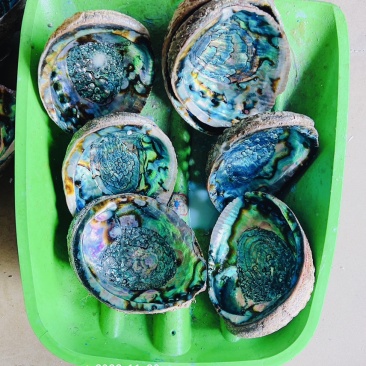 墨西哥鲍鱼壳彩色鲍鱼壳大蓝鲍鱼壳