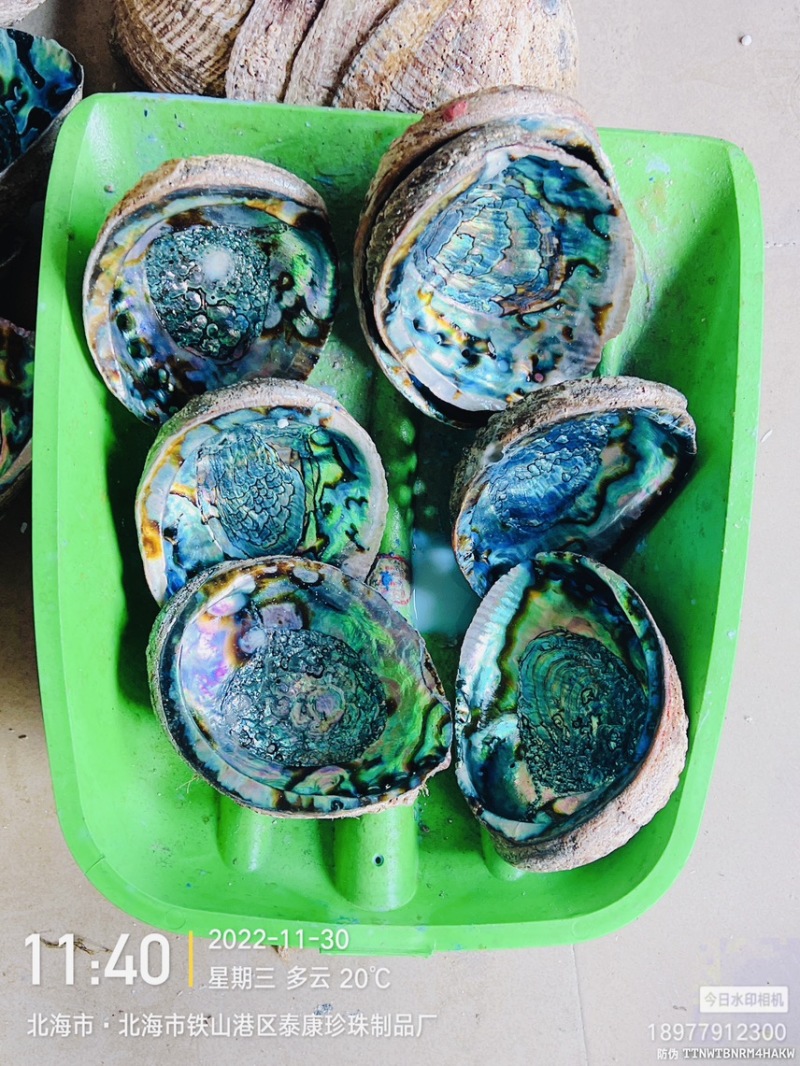 墨西哥鲍鱼壳彩色鲍鱼壳大蓝鲍鱼壳