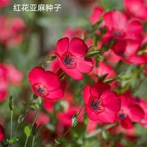 红花亚麻种子多年生种子花卉花籽花海阳台庭院景观花种子