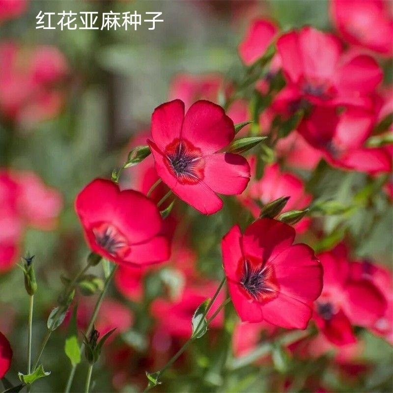 红花亚麻种子多年生种子花卉花籽花海阳台庭院景观花种子