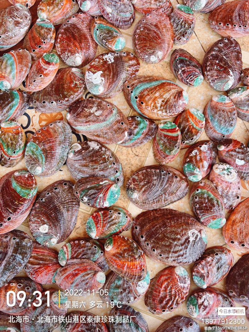 黄金鲍鱼壳彩色鲍鱼壳上光鲍鱼壳石决明
