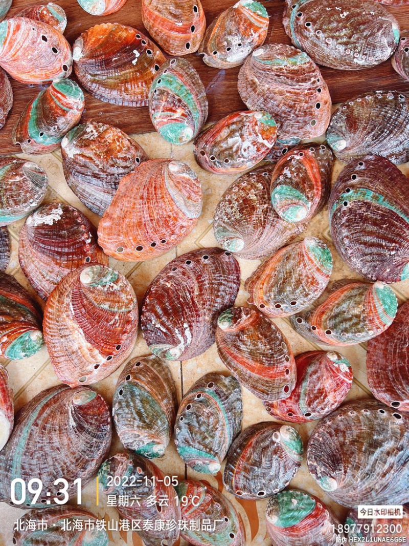 黄金鲍鱼壳彩色鲍鱼壳上光鲍鱼壳石决明
