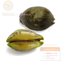 北海紫贝子_紫贝齿子_绿贝齿_紫文贝_狗支螺_南蛇牙齿