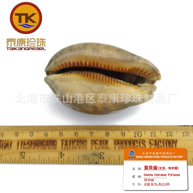 北海紫贝子_紫贝齿子_绿贝齿_紫文贝_狗支螺_南蛇牙齿