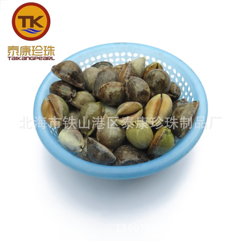 北海紫贝子_紫贝齿子_绿贝齿_紫文贝_狗支螺_南蛇牙齿