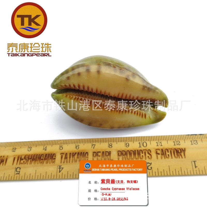 北海紫贝子_紫贝齿子_绿贝齿_紫文贝_狗支螺_南蛇牙齿