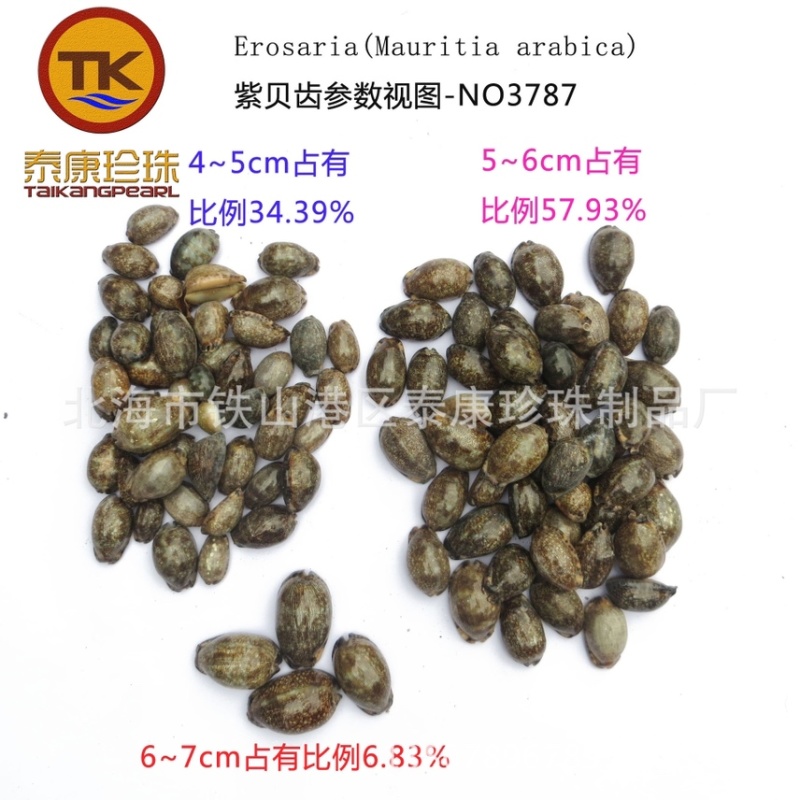 北海紫贝子_紫贝齿子_绿贝齿_紫文贝_狗支螺_南蛇牙齿