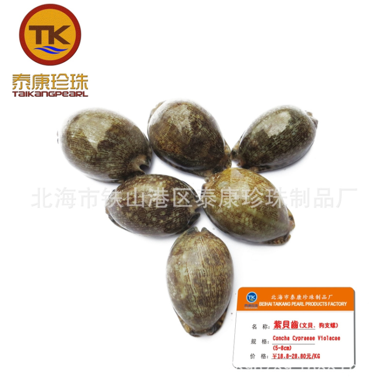 北海紫贝子_紫贝齿子_绿贝齿_紫文贝_狗支螺_南蛇牙齿