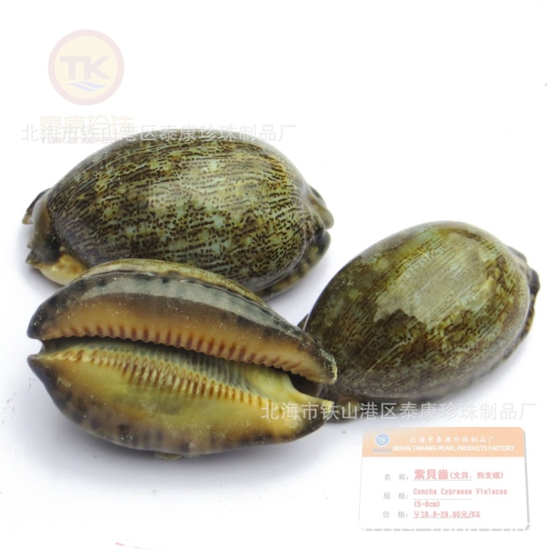 北海紫贝子_紫贝齿子_绿贝齿_紫文贝_狗支螺_南蛇牙齿