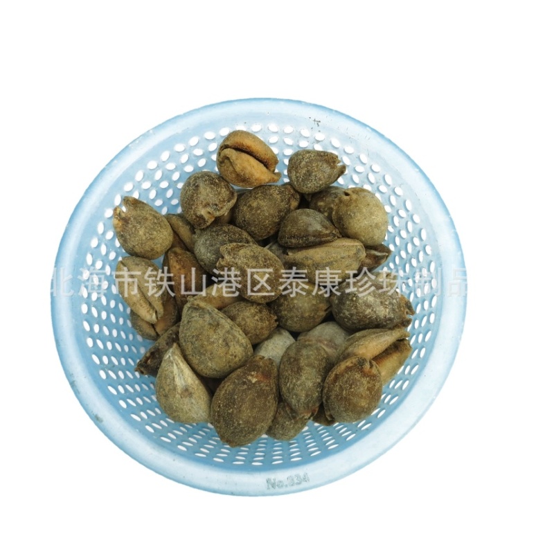 北海紫贝子_紫贝齿子_绿贝齿_紫文贝_狗支螺_南蛇牙齿