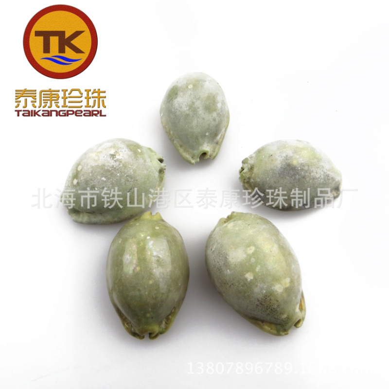 北海紫贝子_紫贝齿子_绿贝齿_紫文贝_狗支螺_南蛇牙齿