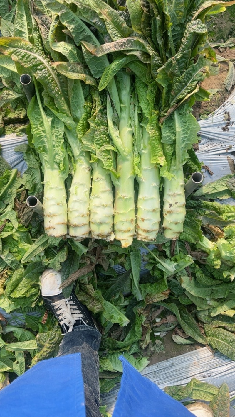 红叶香莴苣