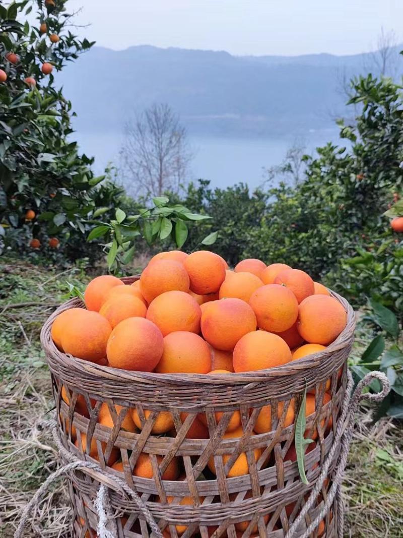 橙子中华红血橙，口感纯甜，产地看货装货，保质保量，欢迎