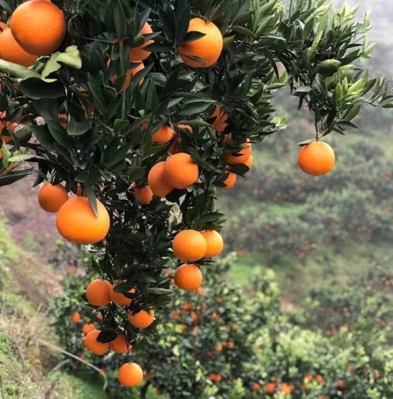 橙子中华红血橙，口感纯甜，产地看货装货，保质保量，欢迎