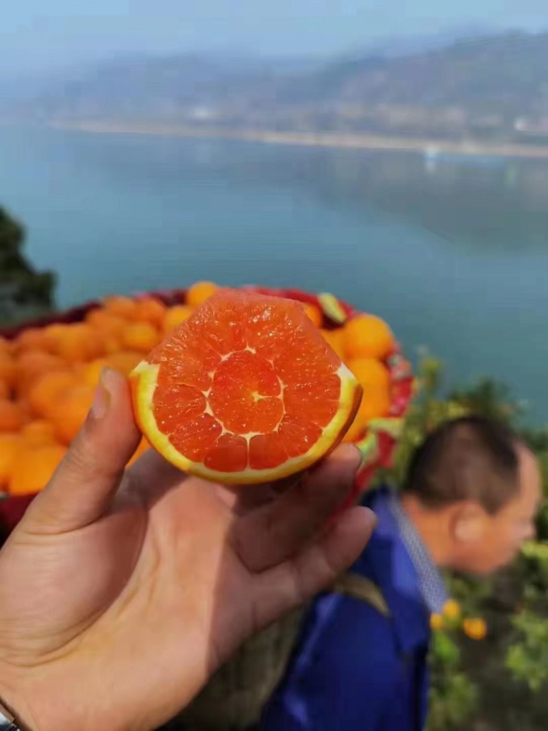 橙子中华红血橙，口感纯甜，产地看货装货，保质保量，欢迎