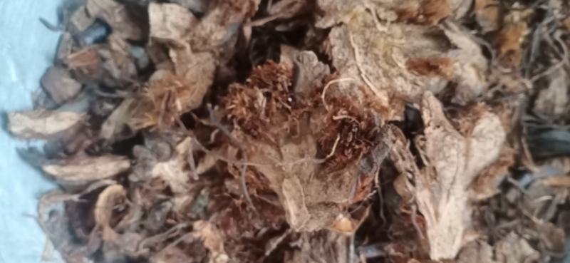 【绵马贯众】.中药材批发.质量保证规格齐全.