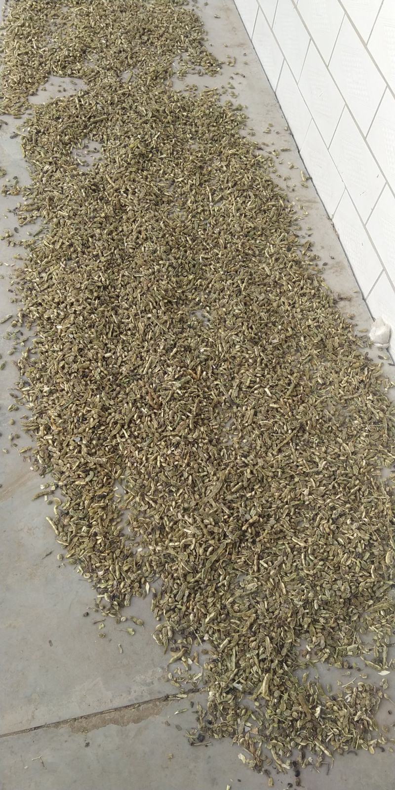 槐豆