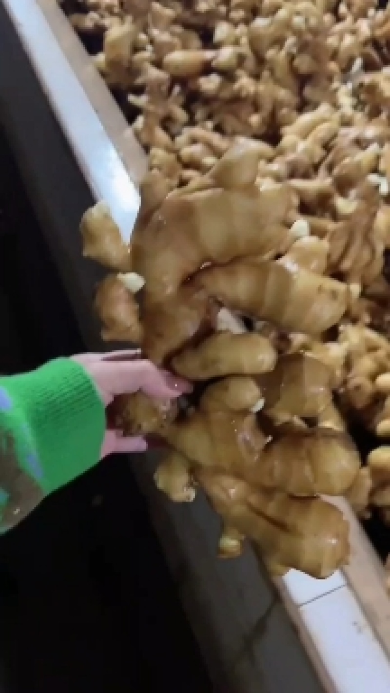 《生姜》山东生姜产地精品姜小黄姜面包姜，承接电商全国发货