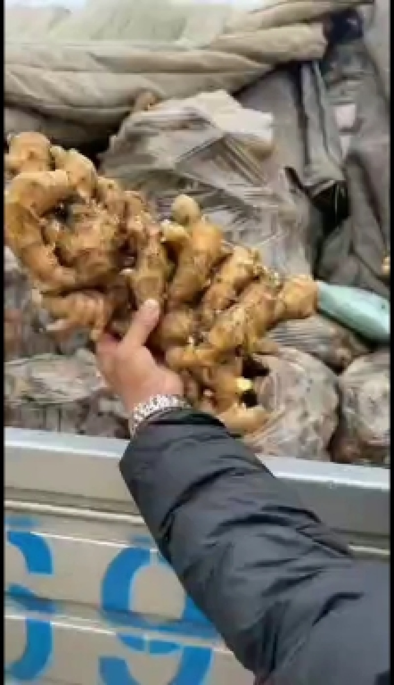 《生姜》山东生姜产地精品姜小黄姜面包姜，承接电商全国发货
