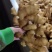 《生姜》山东生姜产地精品姜小黄姜面包姜，承接电商全国发货