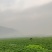 需要龙须菜和龙须菜根的请联系