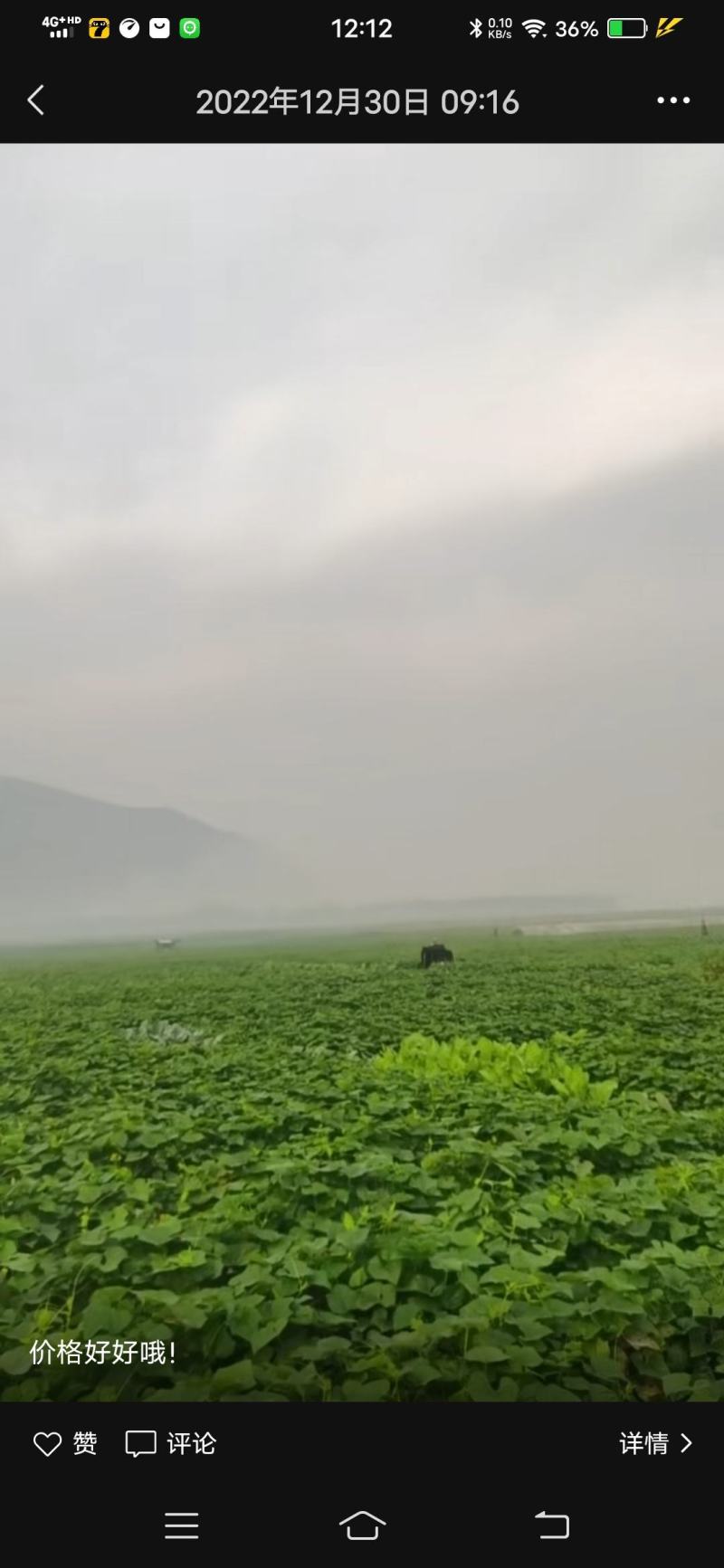需要龙须菜和龙须菜根的请联系