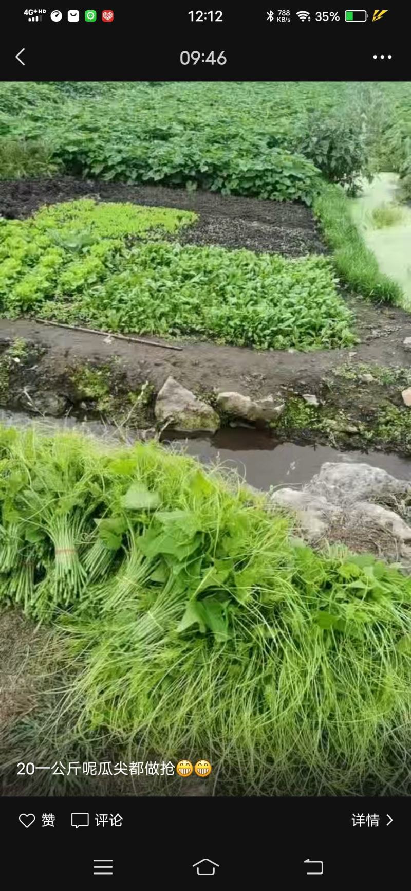 需要龙须菜和龙须菜根的请联系