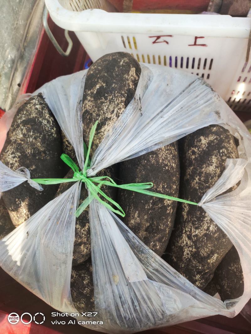 需要龙须菜和龙须菜根的请联系
