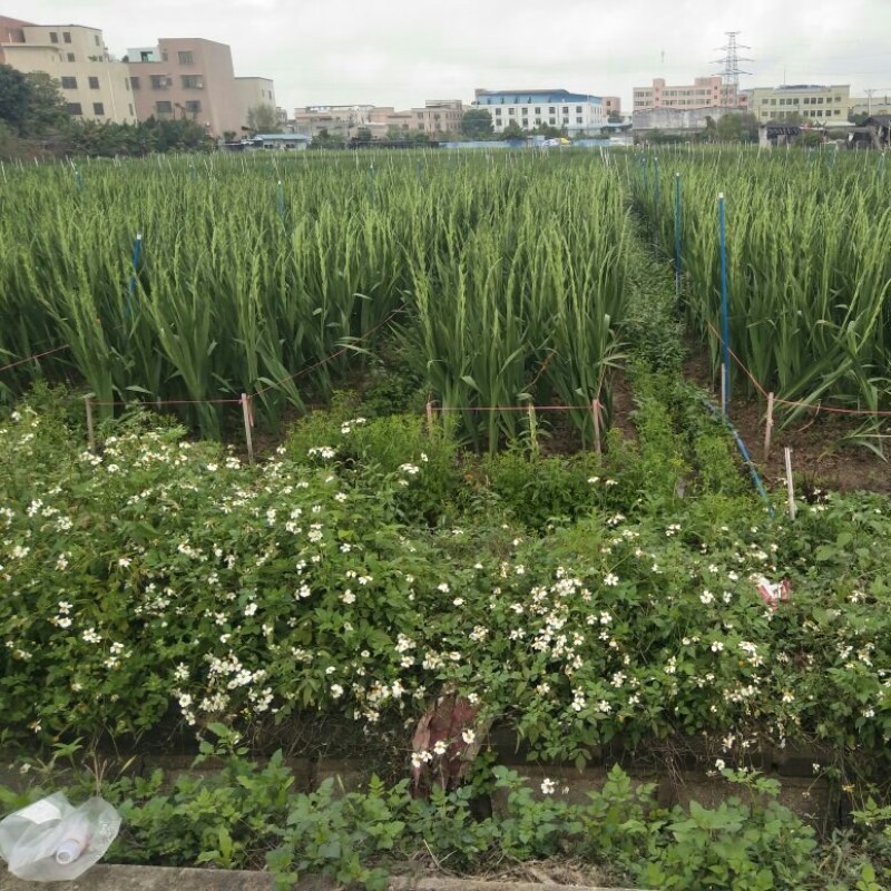 剑兰鲜花年花产地直供花市批发佛山南海产