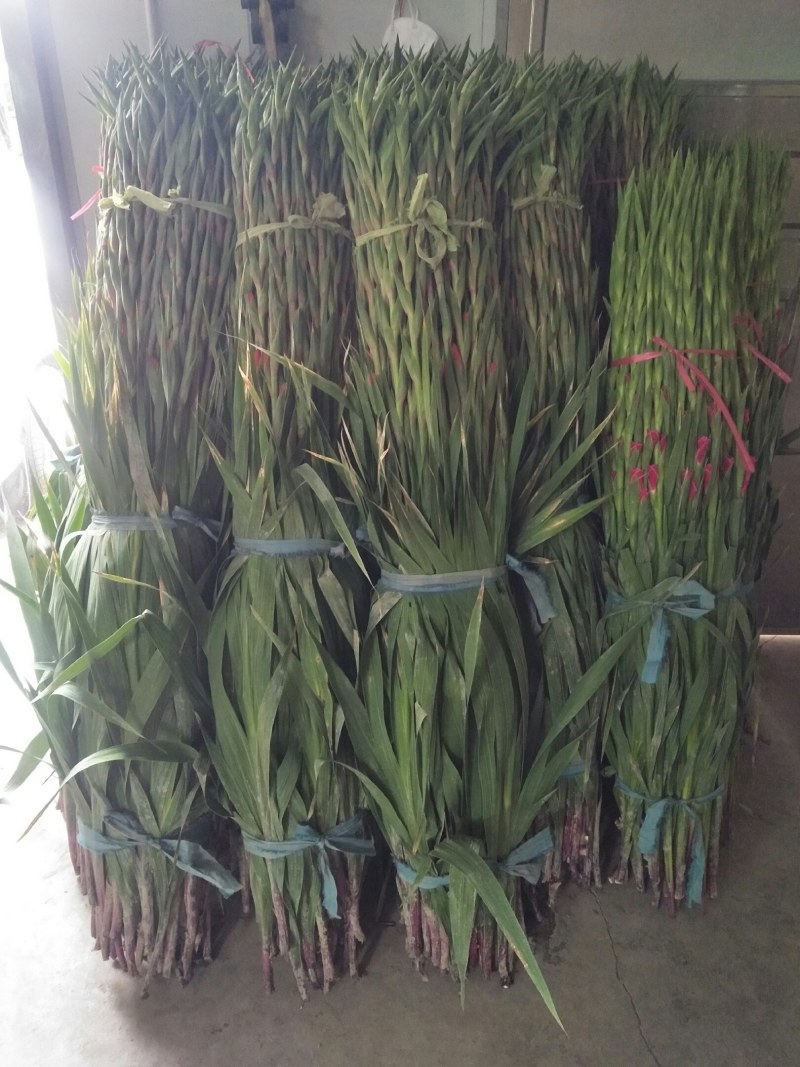 剑兰鲜花年花产地直供花市批发佛山南海产