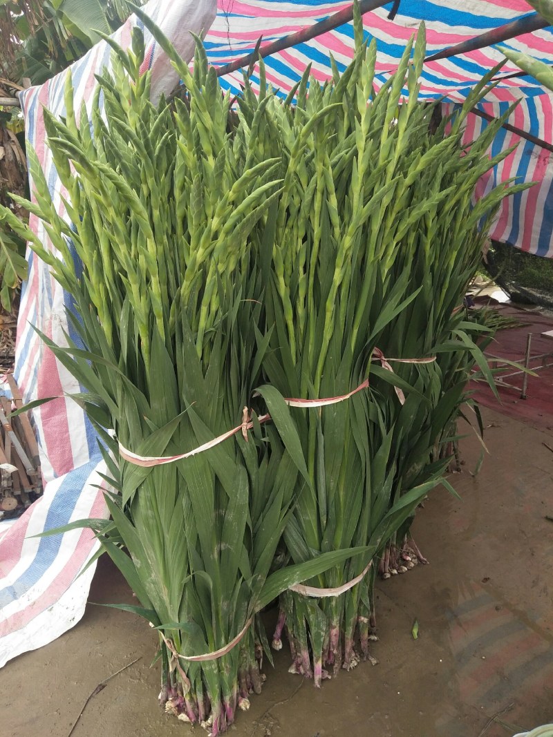 剑兰鲜花年花产地直供花市批发佛山南海产
