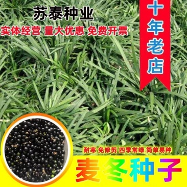 麦冬种子新采种子多年生常绿植物耐荫树下种植绿化草