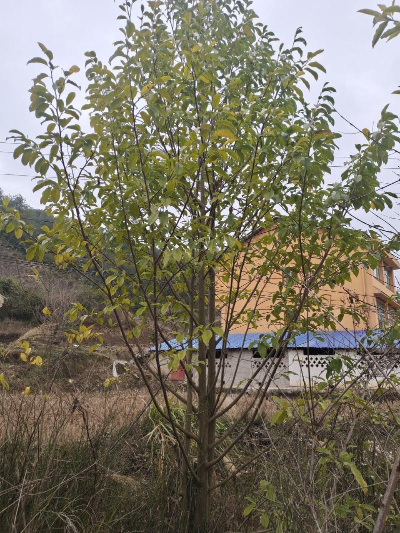 8公分乐昌含笑（苗圃直供，树型精品，价格实惠）